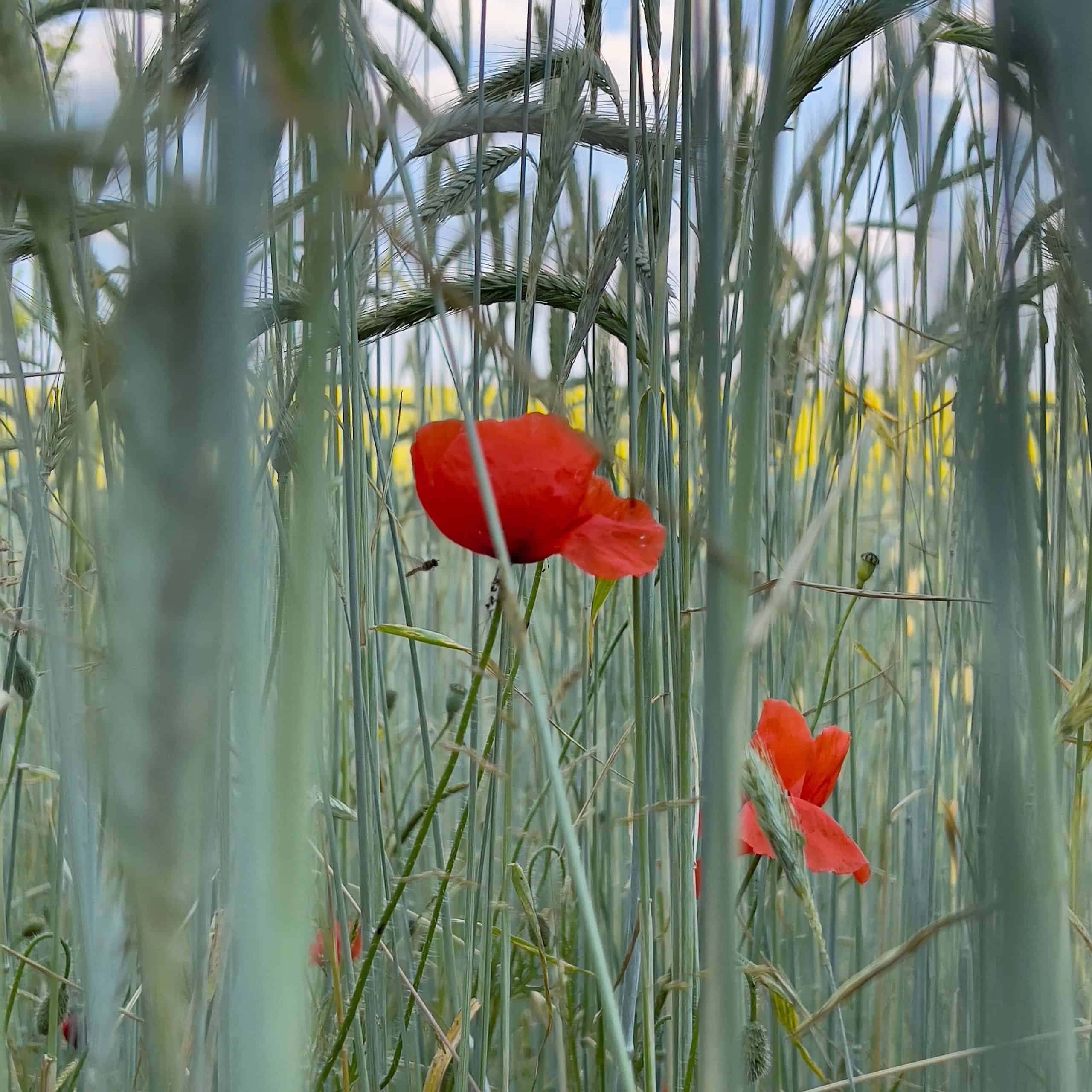 rode papavers, veld, tarwe