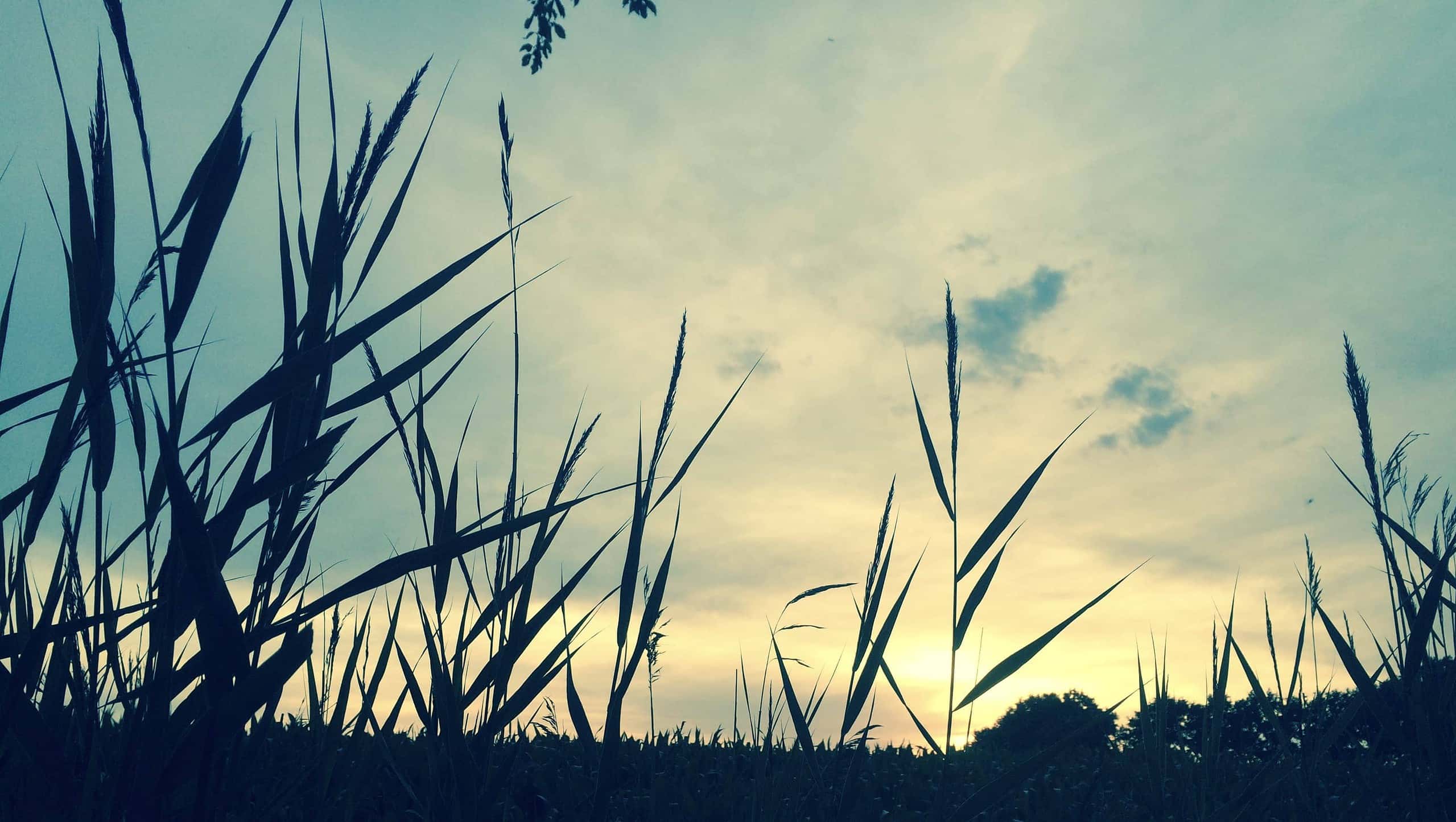 Veld, zonsondergang.